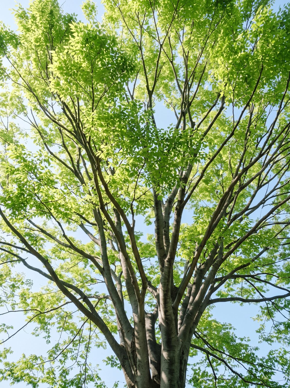 下から見上げたケヤキの枝と若葉